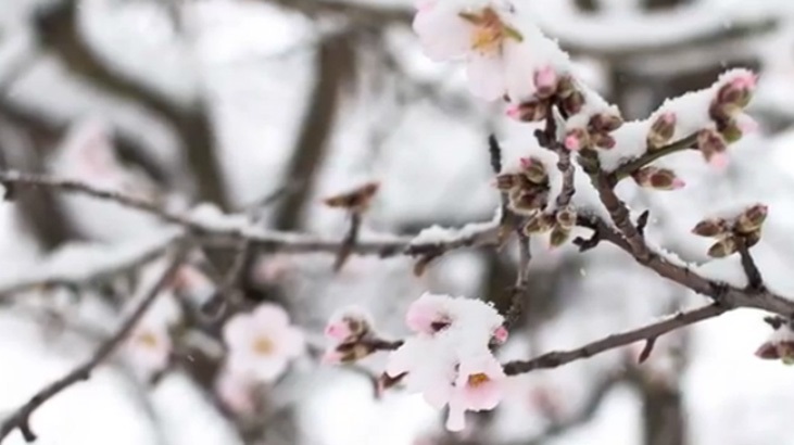 la-grande-nevicata-video.jpg